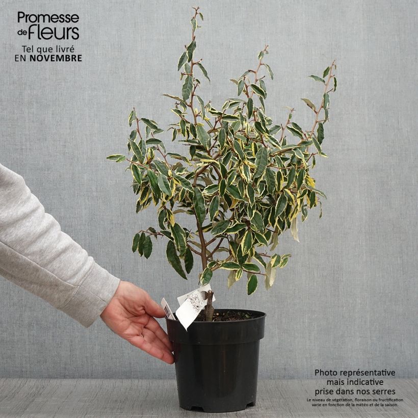 Ejemplar de Elaeagnus pungens Hosuba Fukurin - Chalef panaché Pot de 3L/4L entregado en otoño