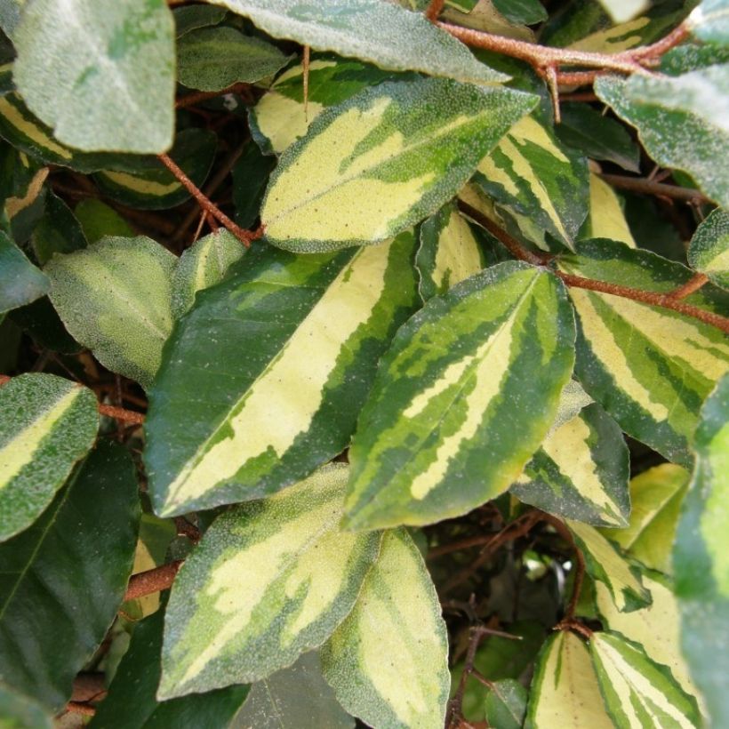 Elaeagnus pungens Maculata (Follaje)