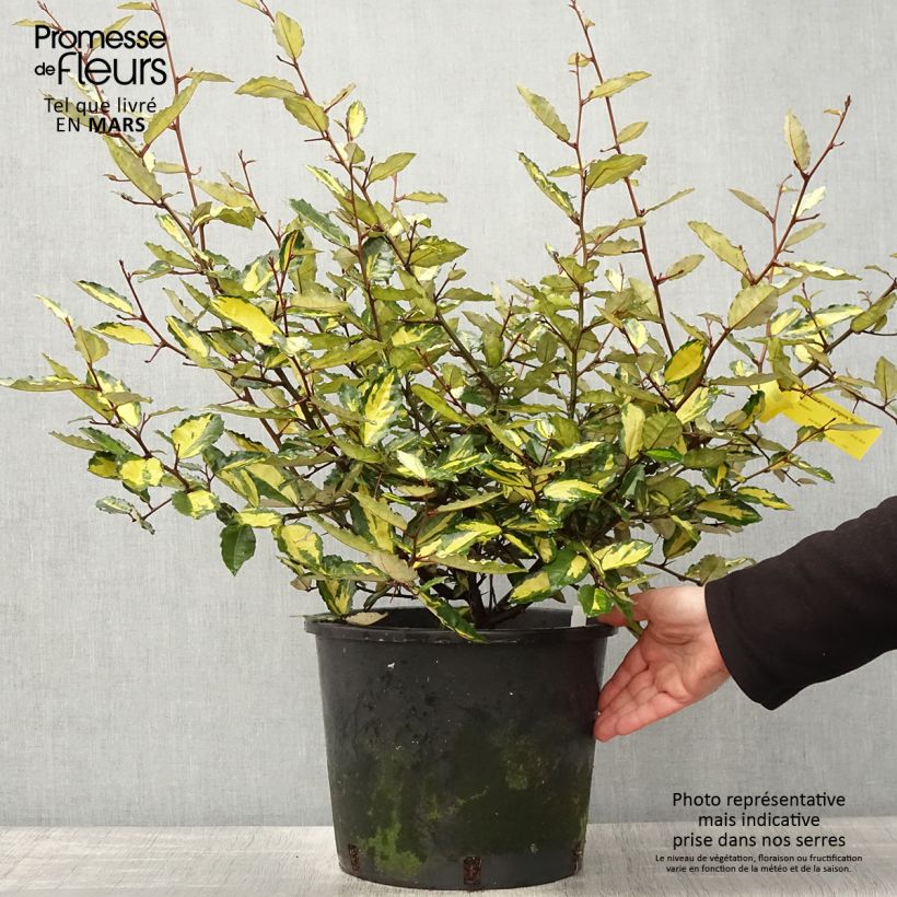 Elaeagnus pungens Maculata - Chalef panaché Pot de 12L/15LHauteur livrée env. 80/100cm Ejemplar entregado en la primavera