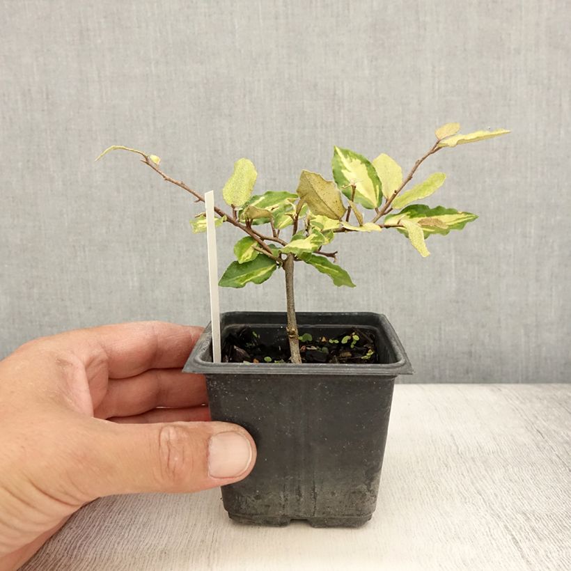 Ejemplar de Elaeagnus pungens Maculata en godet de 9cm - Chalef panaché entregado en verano