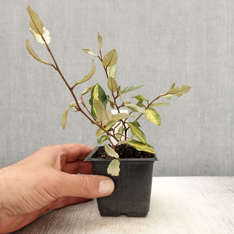 Elaeagnus pungens Maculata en godet de 9cm - Chalef panaché Ejemplar entregado en la primavera