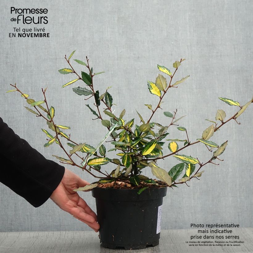 Ejemplar de Elaeagnus pungens Maculata en pot de 2L/3L - Chalef panaché entregado en otoño