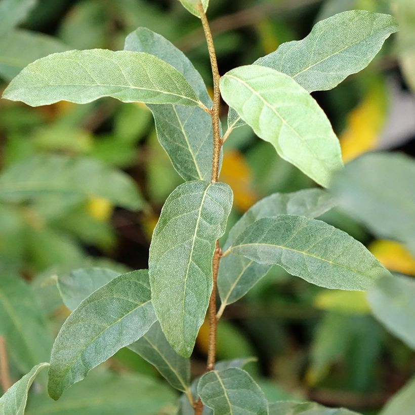 Arándano japonés Pointilla Amoroso - Elaeagnus umbellata (Follaje)