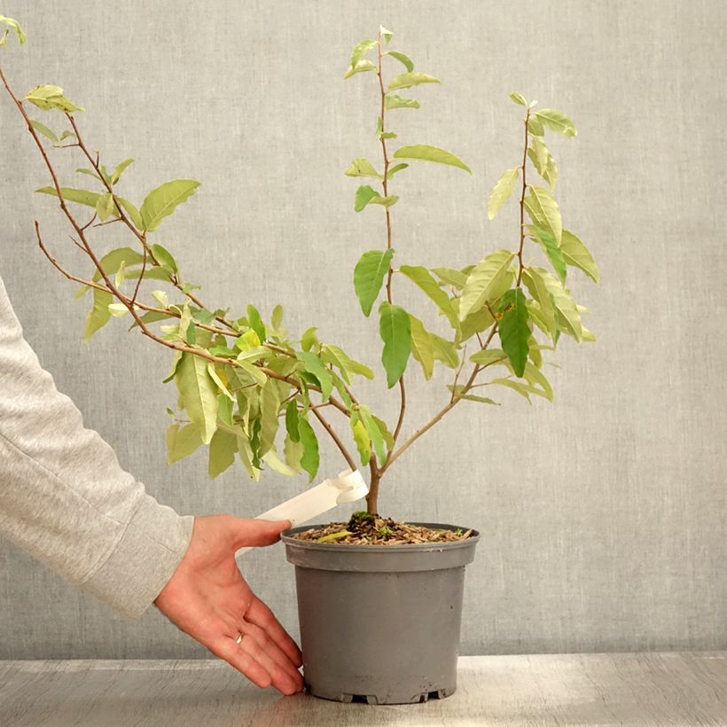 Ejemplar de Elaeagnus umbellata Fortunella - Goumi du Japon Pot de 2L/3L entregado en otoño