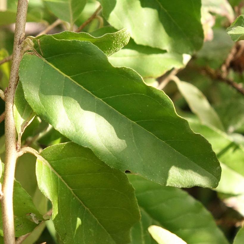 Arándano japonés Fortunella - Elaeagnus umbellata (Follaje)