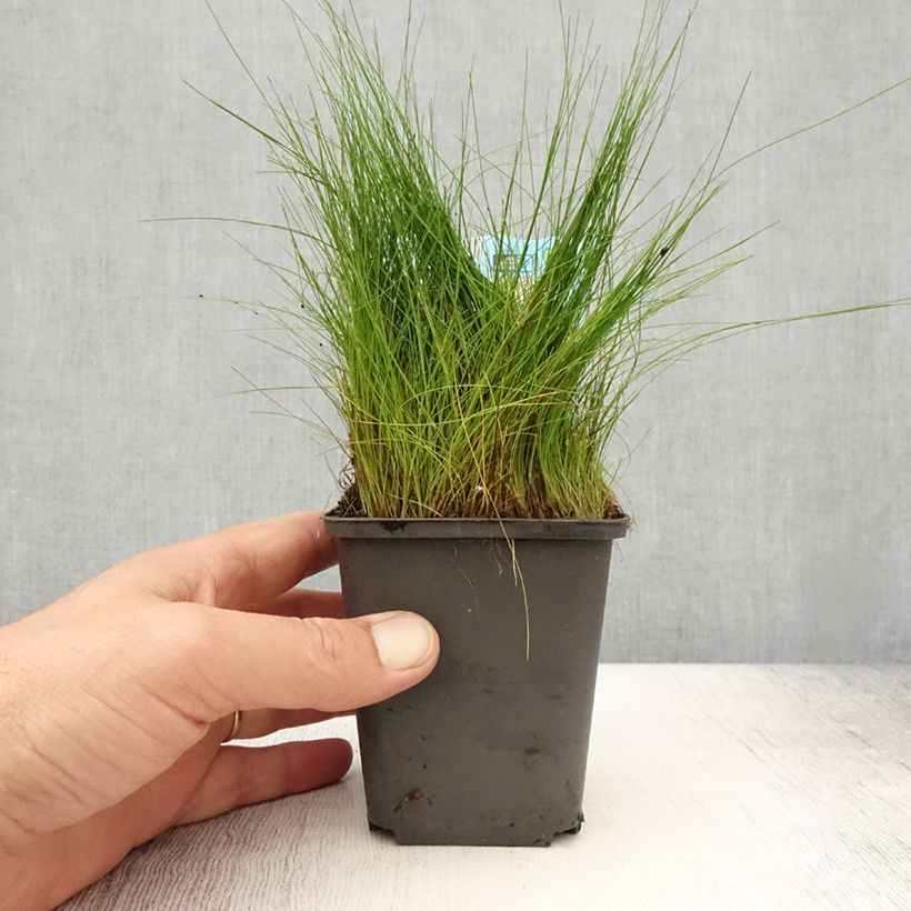 Ejemplar de Eleocharis acicularis - Scirpe épingle - Godet de 8/9 cm entregado en verano