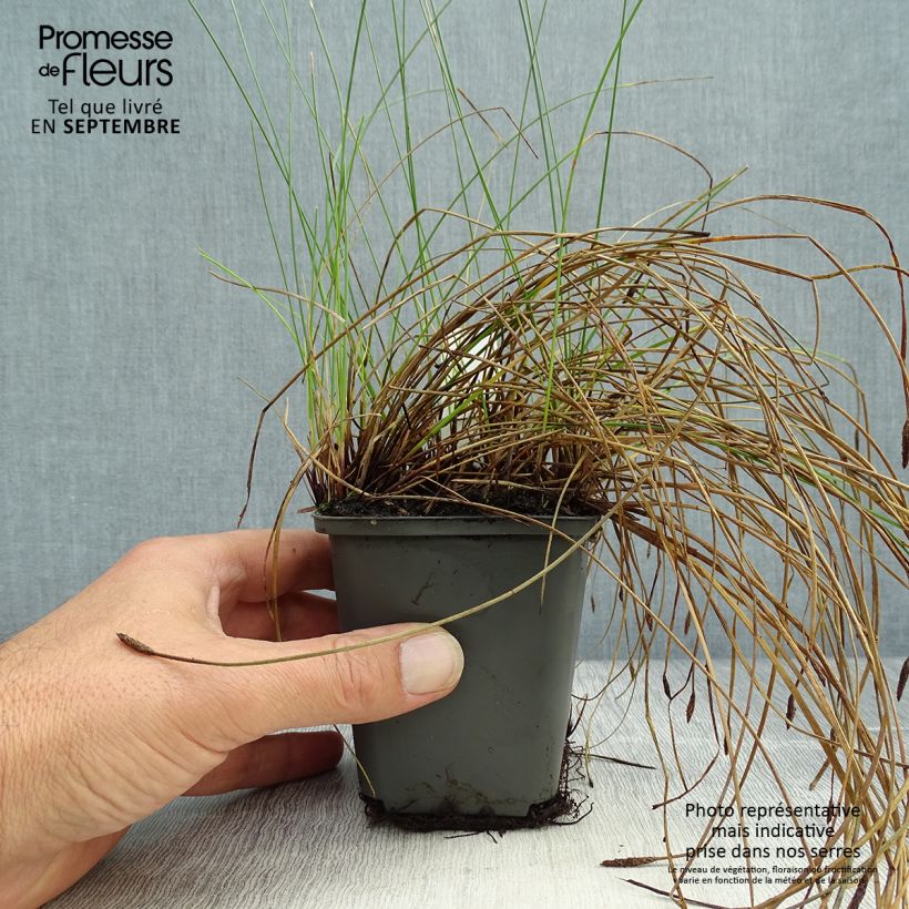 Ejemplar de Eleocharis palustris - Scirpe des marais  Godet de 9cm entregado en otoño