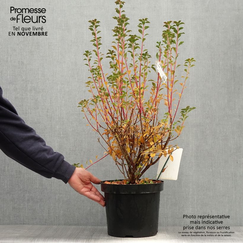 Ejemplar de Enkianthus campanulatus - Pot de 7,5L entregado en otoño