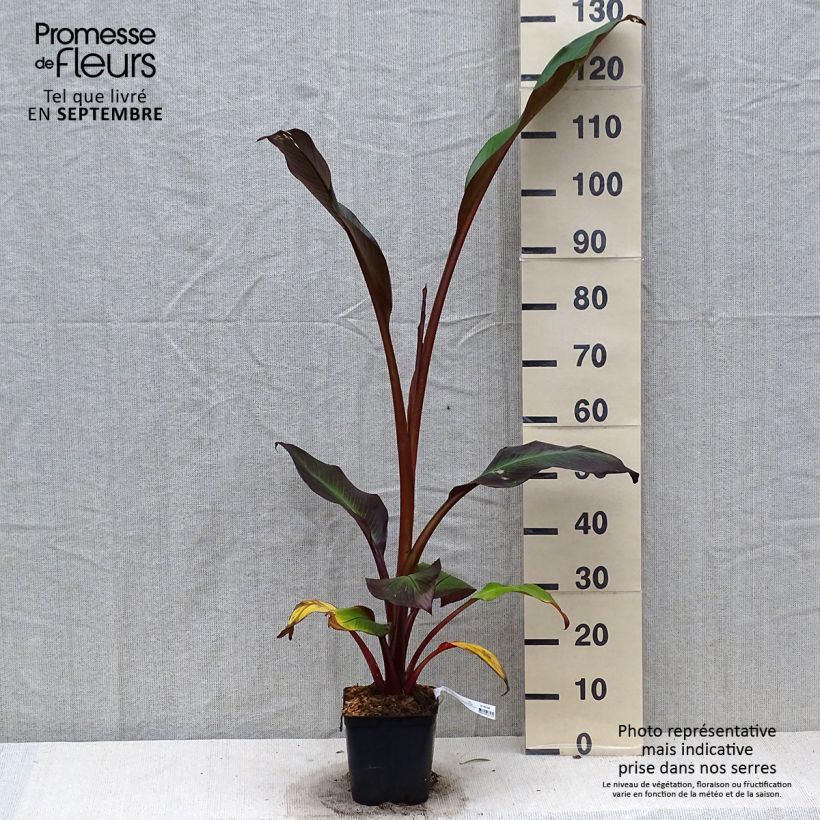 Ejemplar de Ensete ventricosum Maurelii - Bananier rouge d'Abyssinie en pot de 2L/3L entregado en otoño