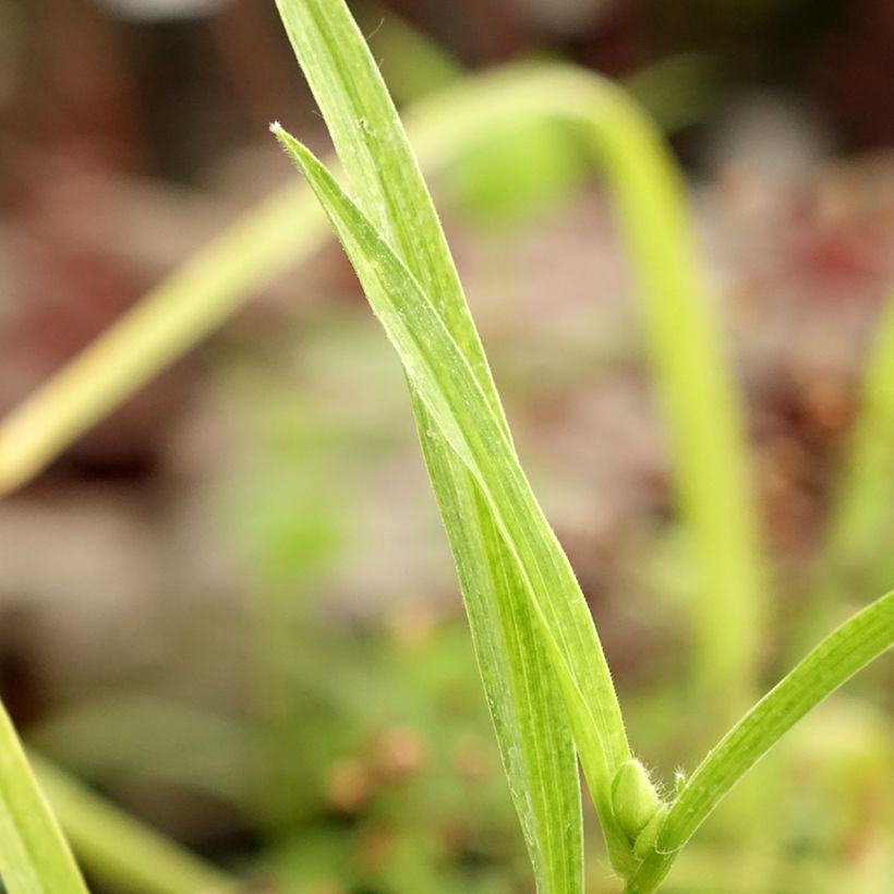 Tradescantia andersoniana Bilberry Ice (Follaje)