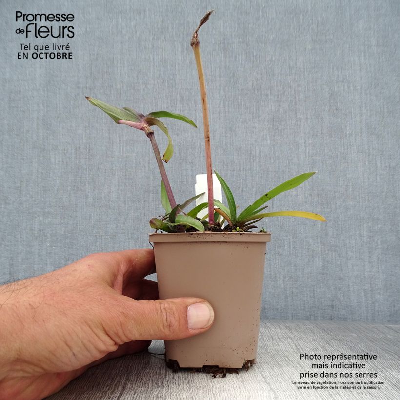 Ejemplar de Ephémère de Virginie, Tradescantia andersoniana Karminglut Godet de 9cm entregado en otoño