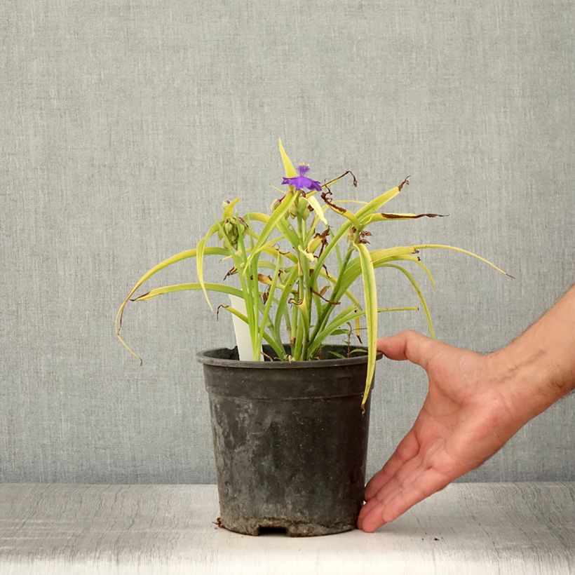 Ejemplar de Éphémère de Virginie - Tradescantia andersoniana Sweet Kate - Pot de 2L/3L entregado en verano