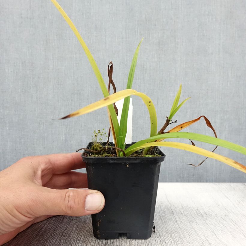 Ejemplar de Ephémère de Virginie - Tradescantia x andersoniana Innocence  Godet de 9cm entregado en otoño