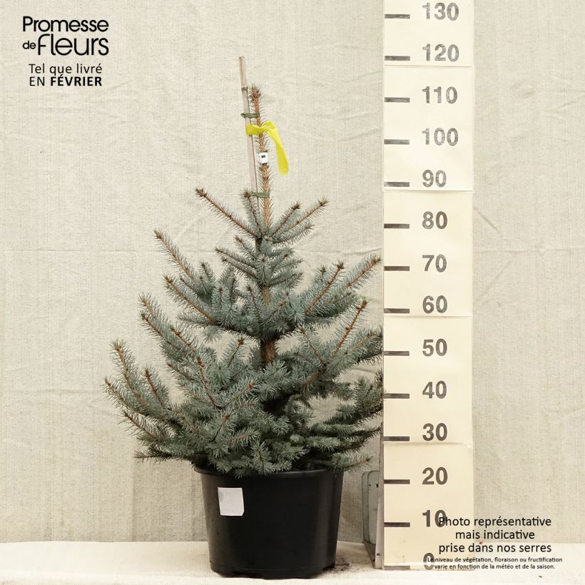 Epicéa bleu - Picea pungens Edith - Pot 7,5L/10L Ejemplar entregado en invierno