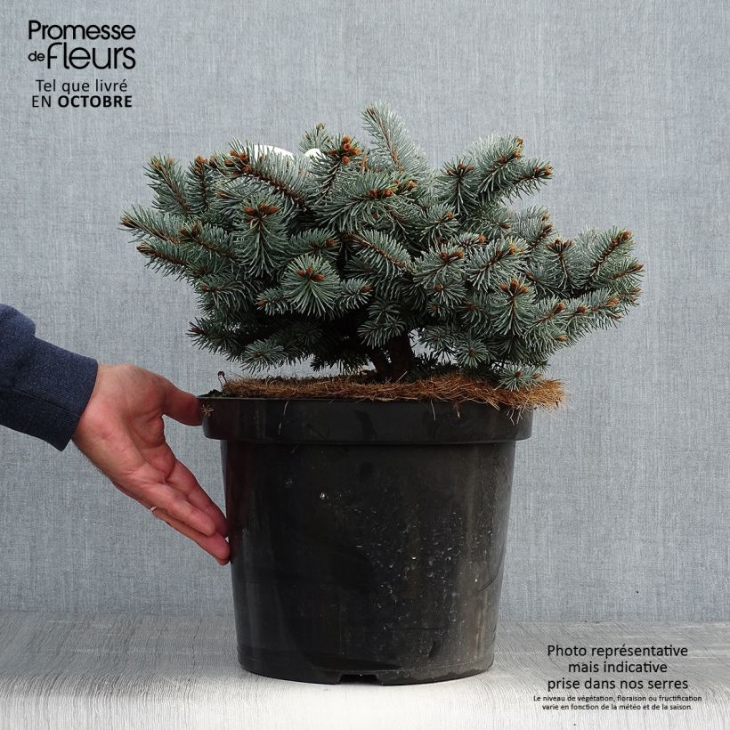 Ejemplar de Epicea bleu - Picea pungens Glauca Globosa 20/30 cm en pot de 4L/5L                entregado en otoño