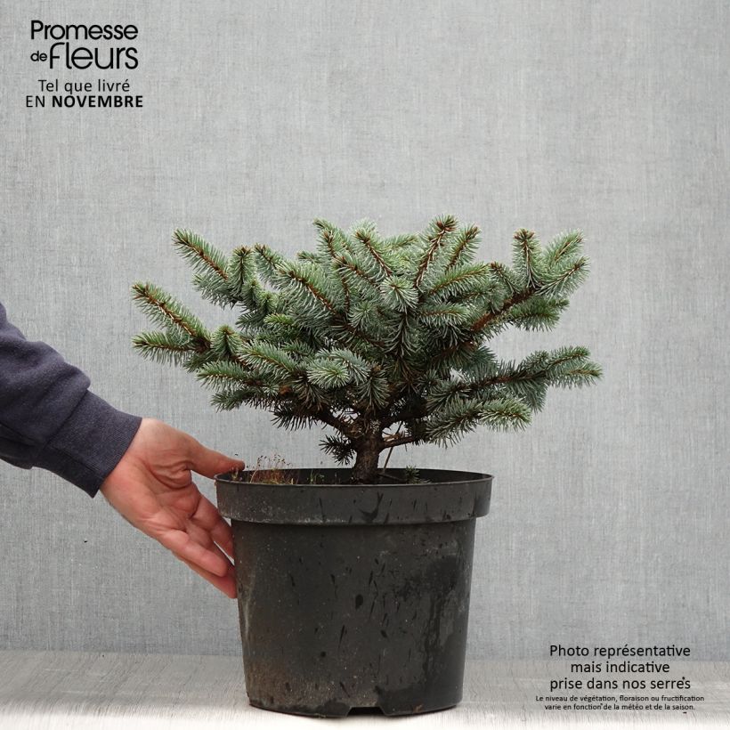 Ejemplar de Epicea bleu - Picea pungens Glauca Globosa en pot de 3L entregado en otoño