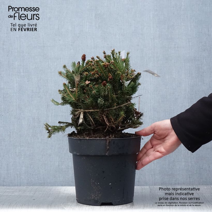 Epicea commun nain - Picea abies Pusch - Pot Ejemplar entregado en invierno