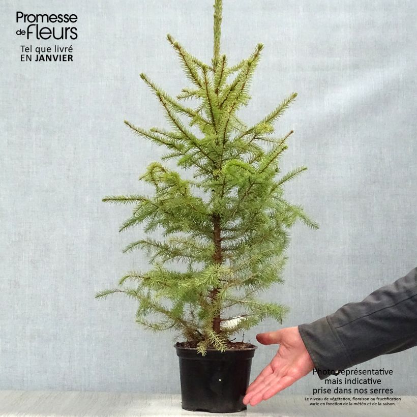 Épicéa de Serbie Nana - Picea omorika en pot de 2/3L Ejemplar entregado en invierno