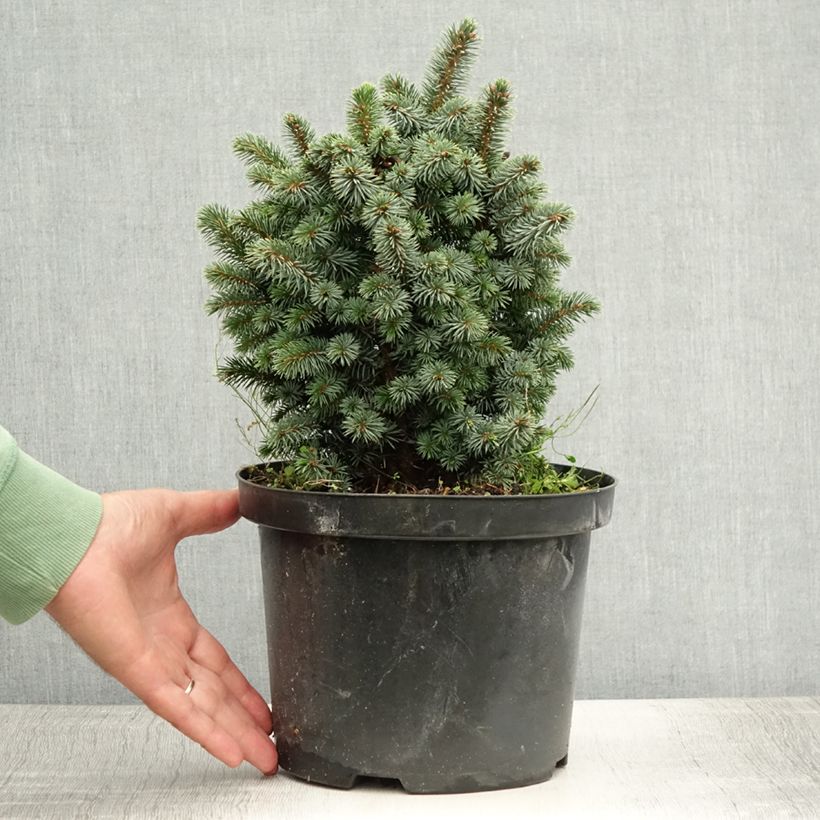 Ejemplar de Épicéa de Sitka - Picea sitchensis Midget Pot de 4L/5L entregado en verano