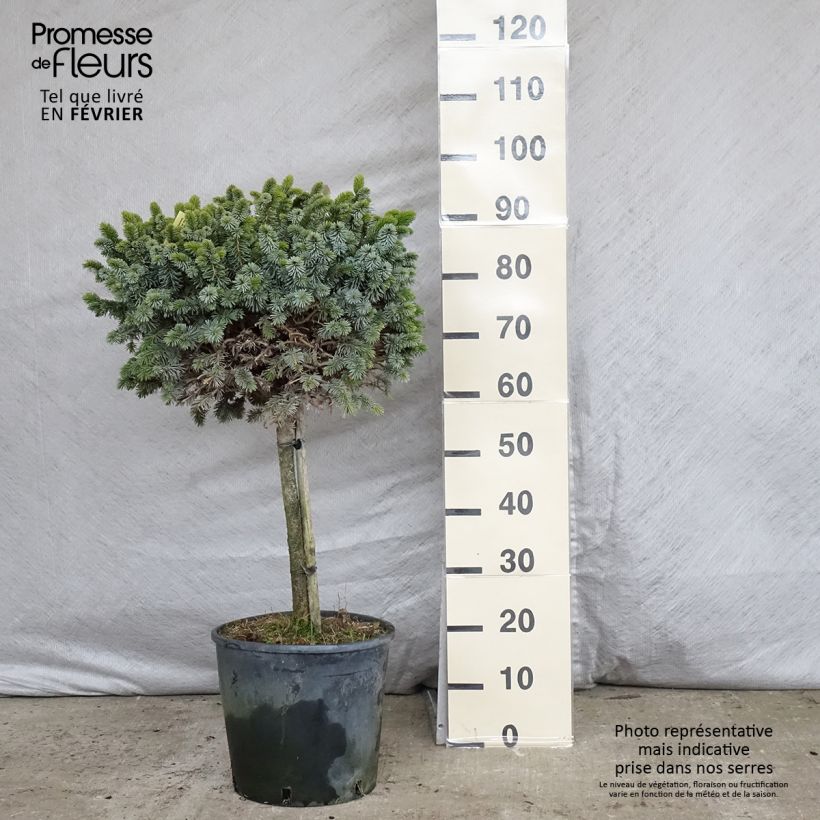 Épicéa de Sitka - Picea sitchensis Silberzwerg Pot de 12L/15L Ejemplar entregado en invierno