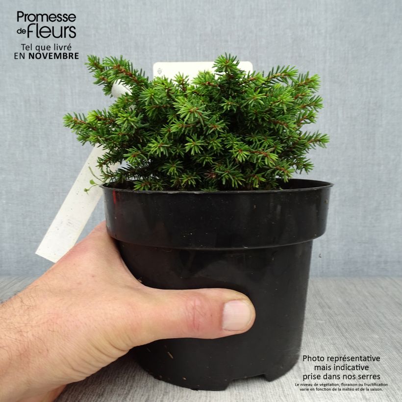 Ejemplar de Épicéa nain - Picea abies Little Gem  2L/3L                       Pot de 2L/3L entregado en otoño