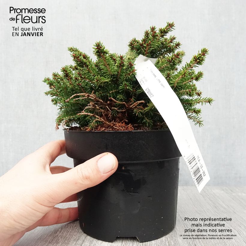 Épicéa nain - Picea abies Little Gem  2L/3L                       Pot de 2L/3L Ejemplar entregado en invierno