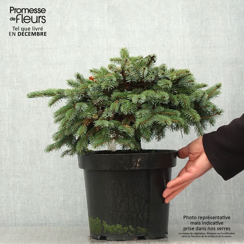 Ejemplar de Epicéa nain - Picea mariorika Machala Pot de 7.5L entregado en otoño