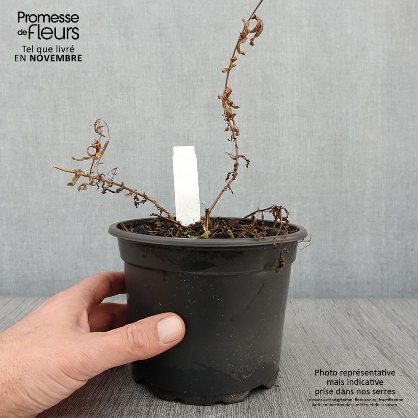 Ejemplar de Epilobe blanche - Epilobium angustifolium album en pot de 2/3L entregado en otoño