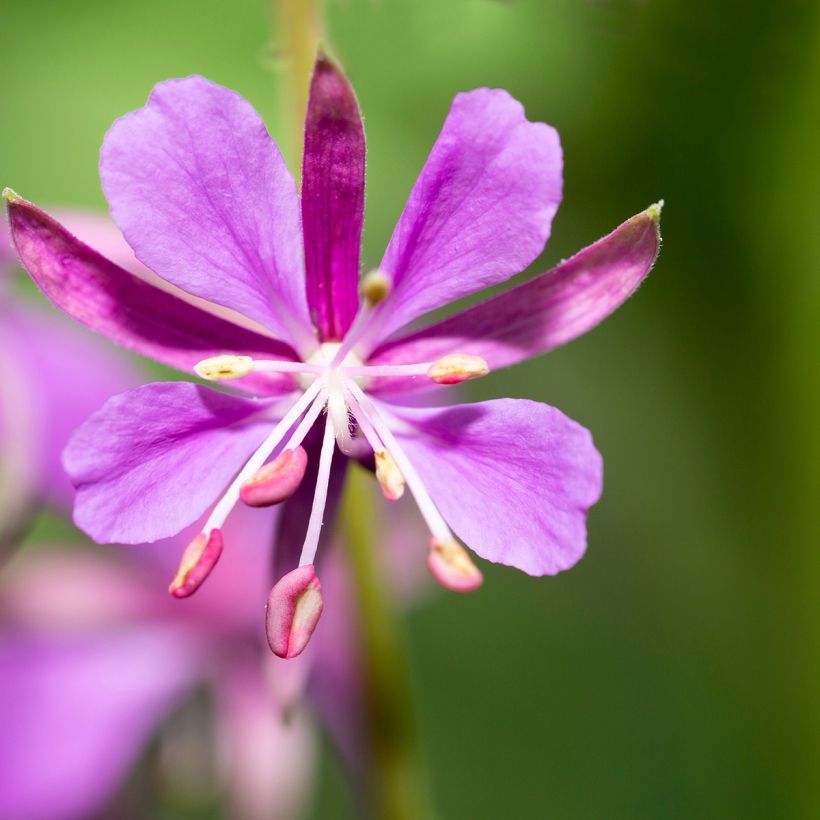 Epilobium angustifolium - Adelfilla de hojas estrechas (Floración)