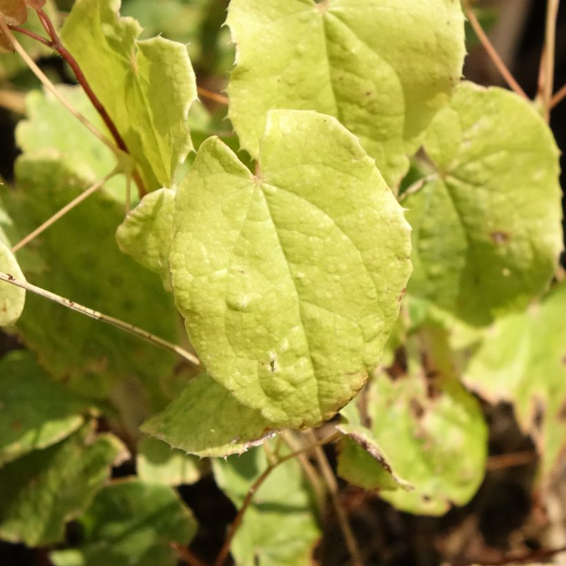 Epimedium Asiatic hybrids (Follaje)