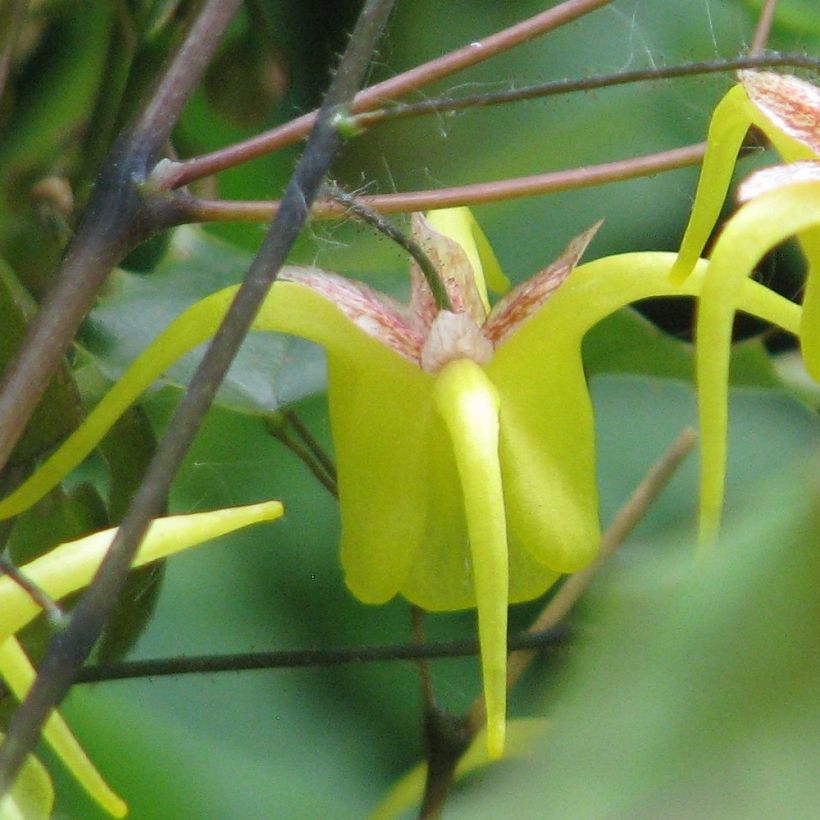 Epimedium davidii (Floración)