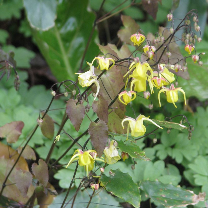 Epimedium davidii (Porte)