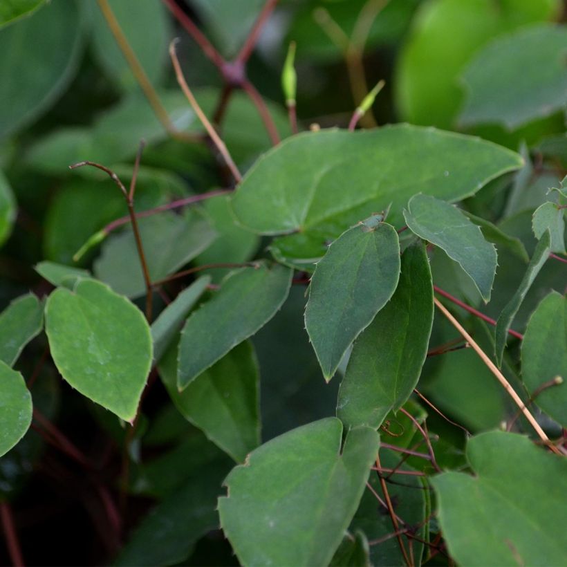 Epimedium grandiflorum (Follaje)