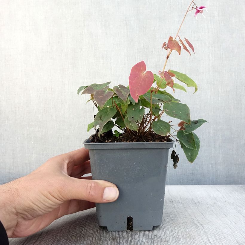 Ejemplar de Epimedium hybride Pretty in Pink - Fleur des Elfes - Pot de 1L/1,5L entregado en otoño