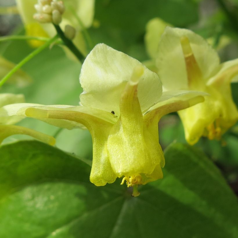 Epimedium pinnatum (Floración)