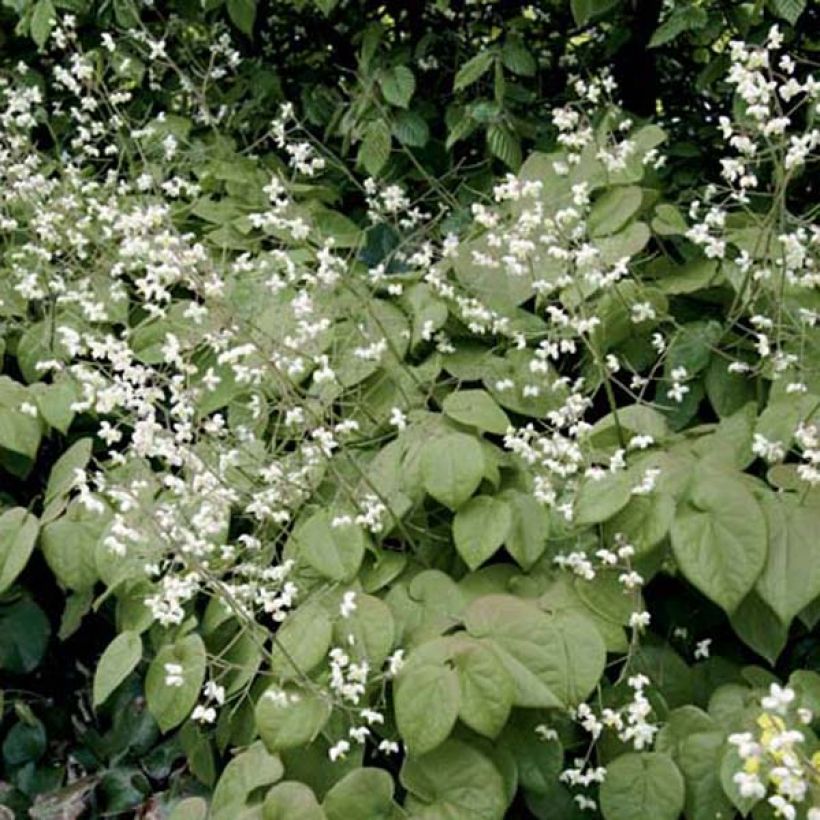 Epimedium pubigerum (Porte)