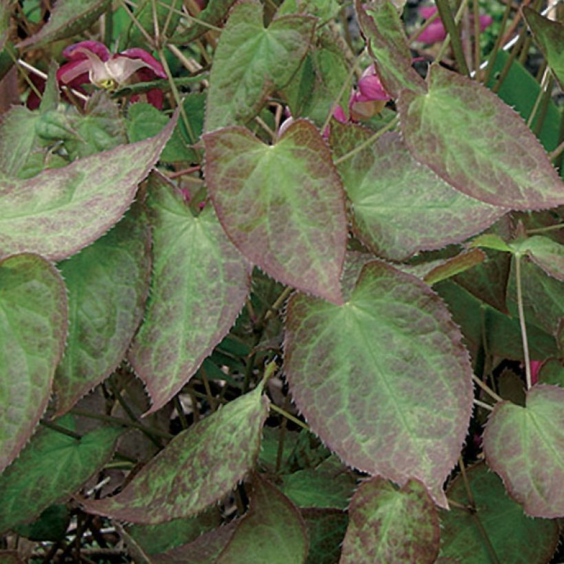 Epimedium rubrum (Follaje)