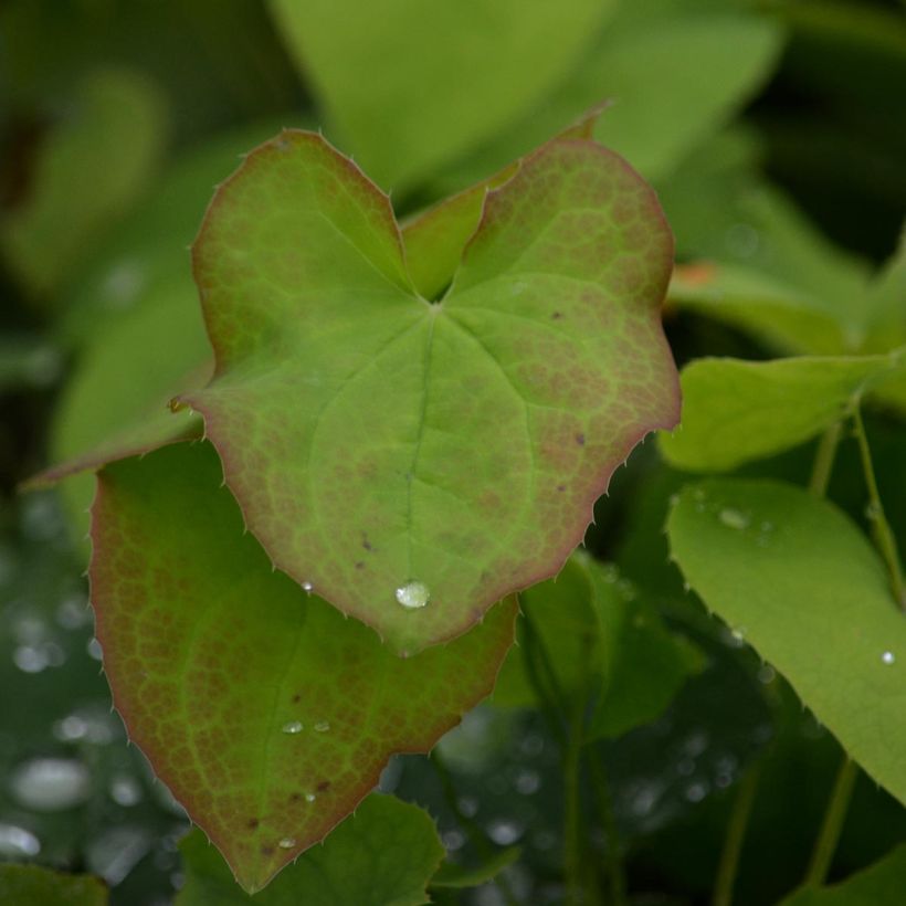 Epimedium warleyense (Follaje)