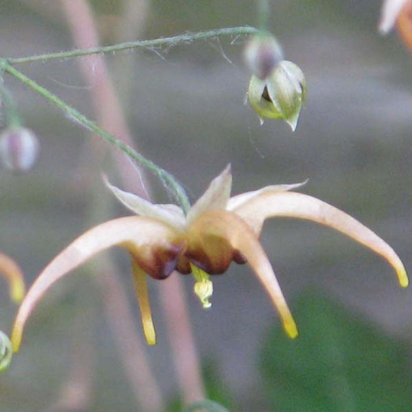 Epimedium wushanense Caramel (Floración)