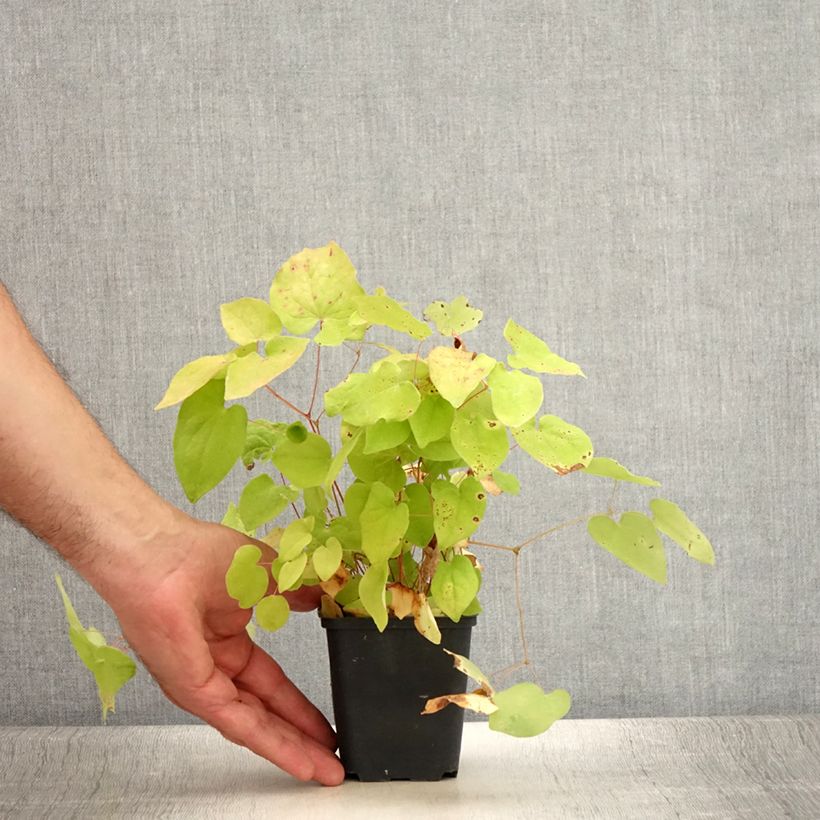 Ejemplar de Epimedium youngianum Yenomoto, Fleur des elfes Godet de 8/9 cm entregado en verano