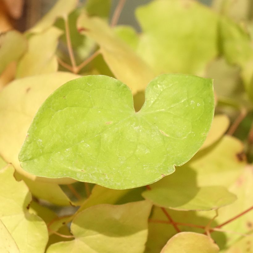 Epimedium youngianum Yenomoto (Follaje)