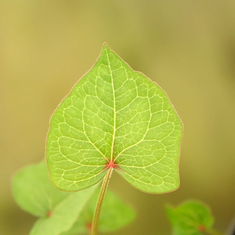 Alforfón - Fagopyrum dibotrys (Follaje)