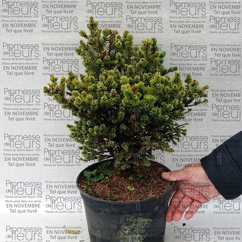 Ejemplo de ejemplar de Épinette blanche - Picea glauca Cecilia                             Pot de 4L/5L tal y como se entrega