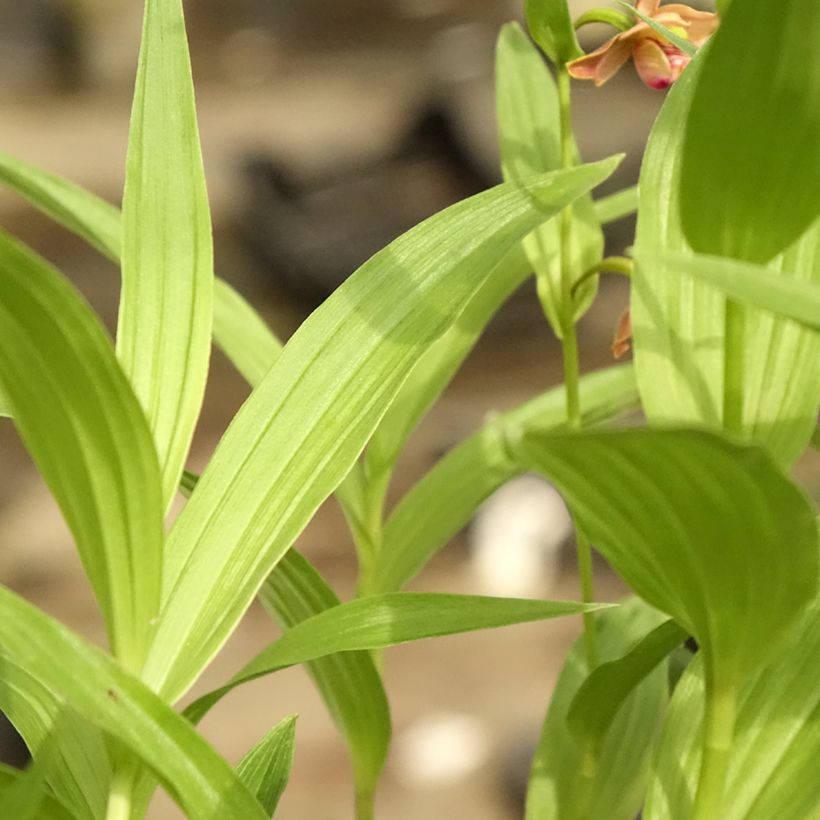 Epipactis thunbergii (x) gigantea (Follaje)