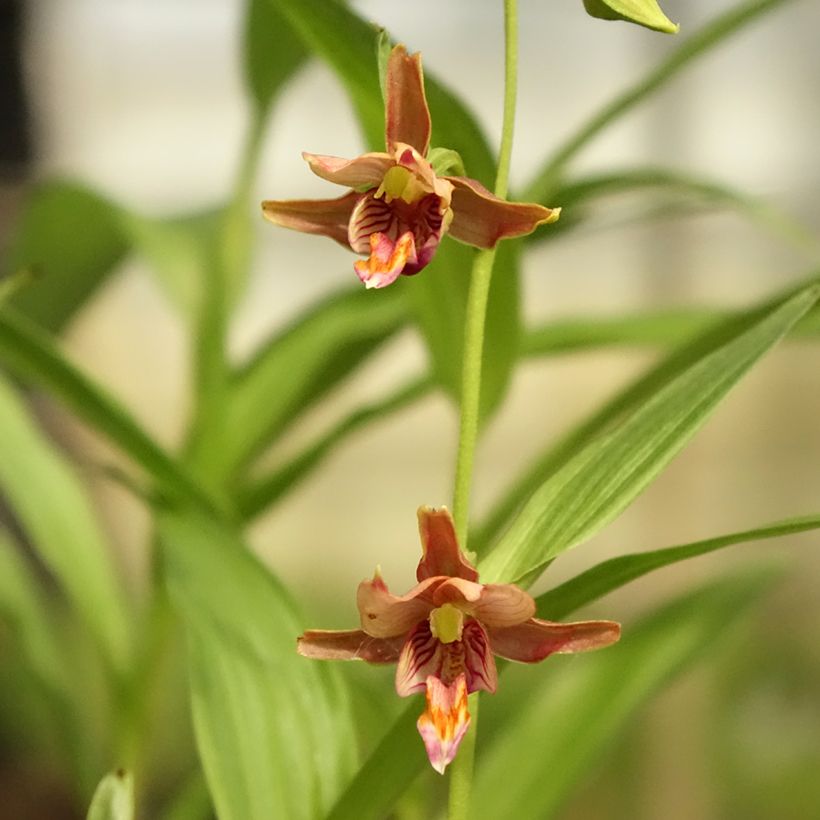 Epipactis thunbergii (x) gigantea (Floración)