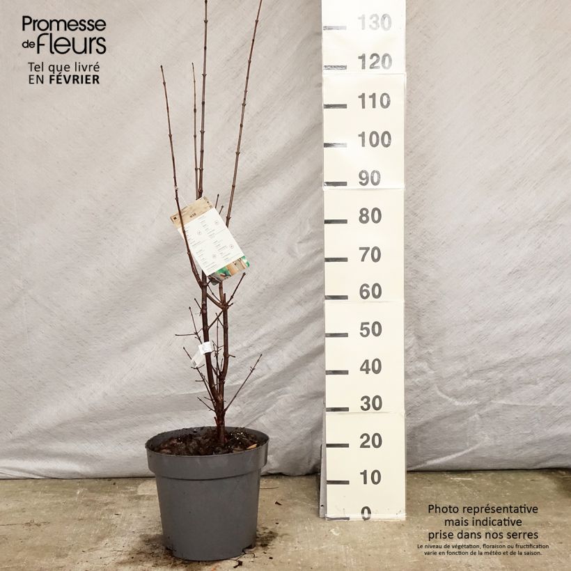 Érable cannelle - Acer griseum pot de 7.5L/10L Ejemplar entregado en invierno