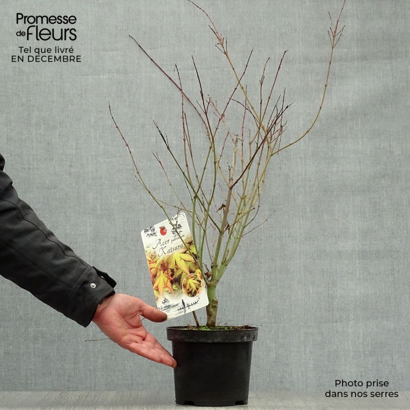 Érable du Japon - Acer palmatum Katsura en pot de 2/3L Ejemplar entregado en invierno