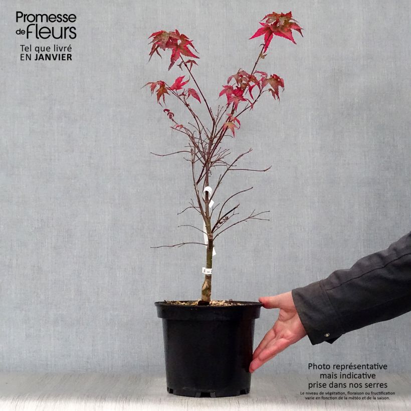 Érable du Japon - Acer palmatum Shindeshojo en pot de 9L Ejemplar entregado en invierno