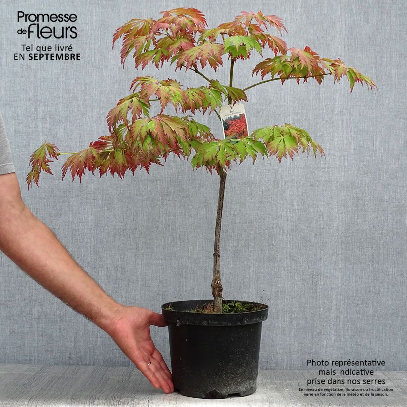 Ejemplar de Érable du Japon - Acer japonicum Aconitifolium en pot de 4/5L Pot de 4L/5L entregado en otoño