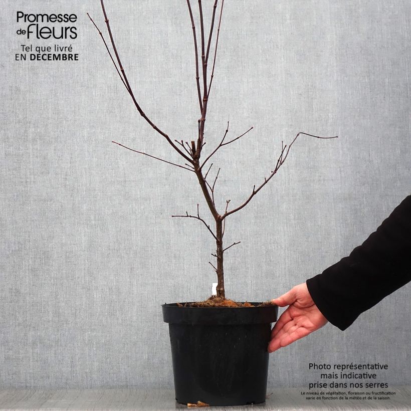 Ejemplar de Érable du Japon - Acer palmatum Atropurpureum pot de 6L/7L 60/+ entregado en otoño